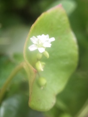 Claytonia perfoliata