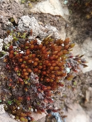 Imbribryum alpinum