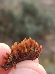 Imbribryum alpinum