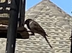 Poecile carolinensis
