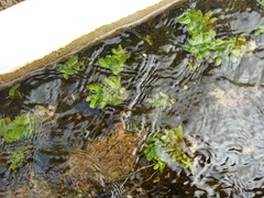 Veronica anagallis-aquatica