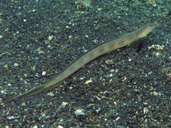 Trichonotus halstead