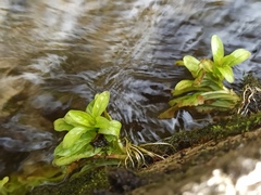Veronica anagallis-aquatica