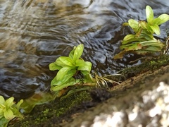 Veronica anagallis-aquatica