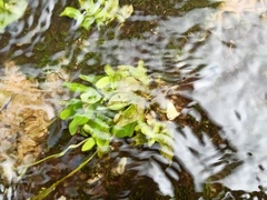 Veronica anagallis-aquatica
