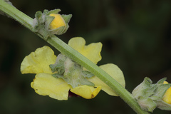 Verbascum galilaeum