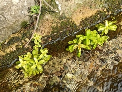 Veronica anagallis-aquatica