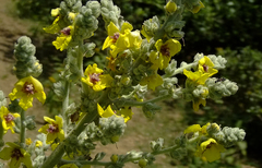Verbascum galilaeum