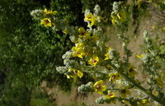 Verbascum galilaeum