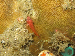 Trimma flavicaudatum