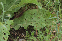 Verbascum galilaeum