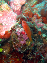 Trimma macrophthalmus