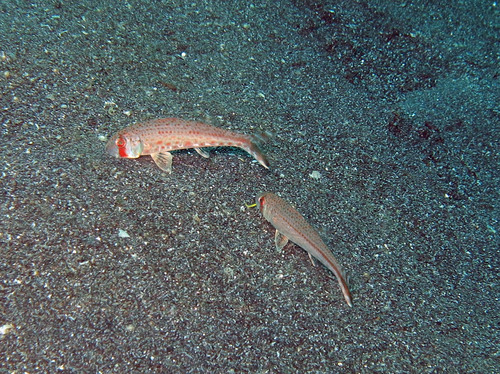 Luzon goatfish (Upeneus luzonius) — Mullidae
