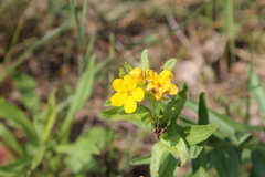 Lithospermum