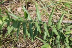 Lithospermum