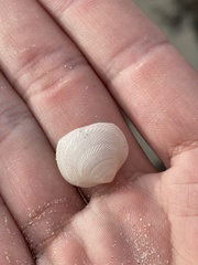 Divalinga quadrisulcata