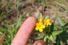 Lithospermum