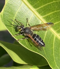 Tachytes guatemalensis