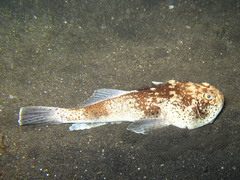 Uranoscopus sulphureus