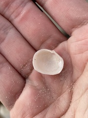 Divalinga quadrisulcata