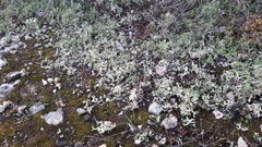 Cladonia foliacea