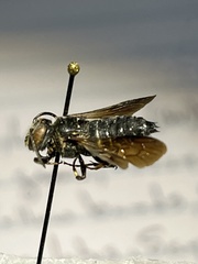 Coelioxys dolichos