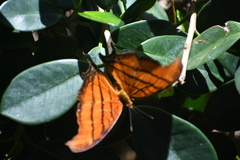 Marpesia petreus