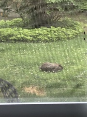 Marmota monax