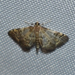 Anageshna primordialis