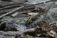 Tamiops mcclellandii