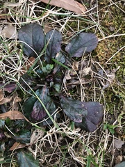Ajuga