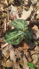 Trillium