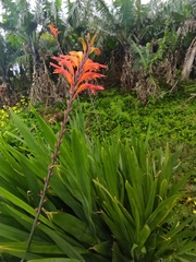 Chasmanthe floribunda