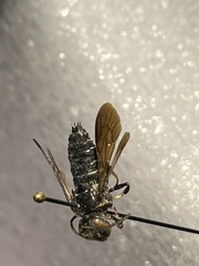 Coelioxys dolichos
