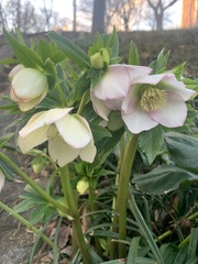Helleborus