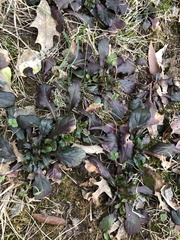 Ajuga