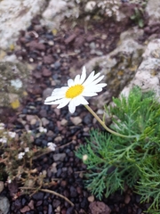 Argyranthemum
