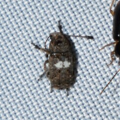 Toxonotus cornutus