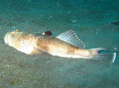 Uranoscopus sulphureus