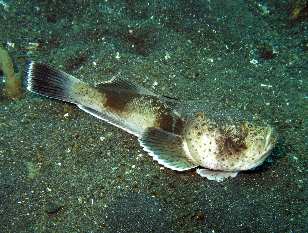 White-Margin Stargazer