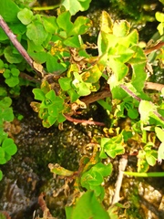 Melampsora helioscopiae