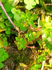 Melampsora helioscopiae