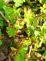 Melampsora helioscopiae