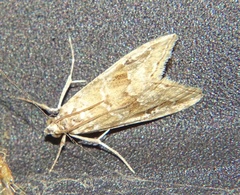 Hellula rogatalis