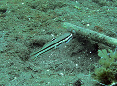 Valenciennea helsdingenii