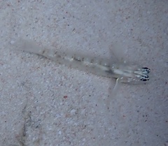 Coryphopterus glaucofraenum