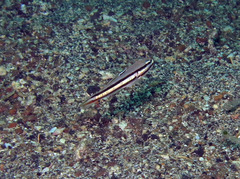 Valenciennea helsdingenii