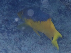 Bodianus rufus