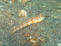 Valenciennea puellaris