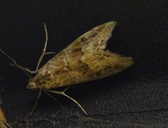 Hellula rogatalis